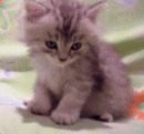 http://kepmester.silihost.hu/images/279/8453/00000265.gif